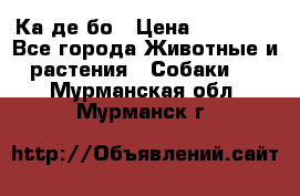 Ка де бо › Цена ­ 25 000 - Все города Животные и растения » Собаки   . Мурманская обл.,Мурманск г.